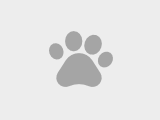 Бедный Амур. Пёс-подросток сдан хозяевами в приют в Гатчине - объявление №1373301